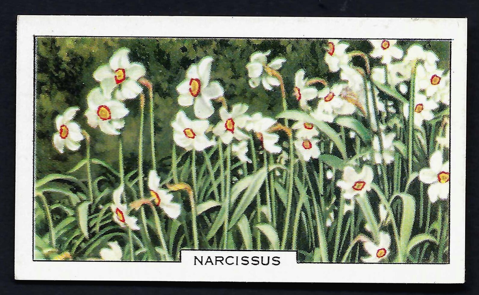 GALLAHER – GARDEN FLOWERS – PICK THE CARDS YOU NEED