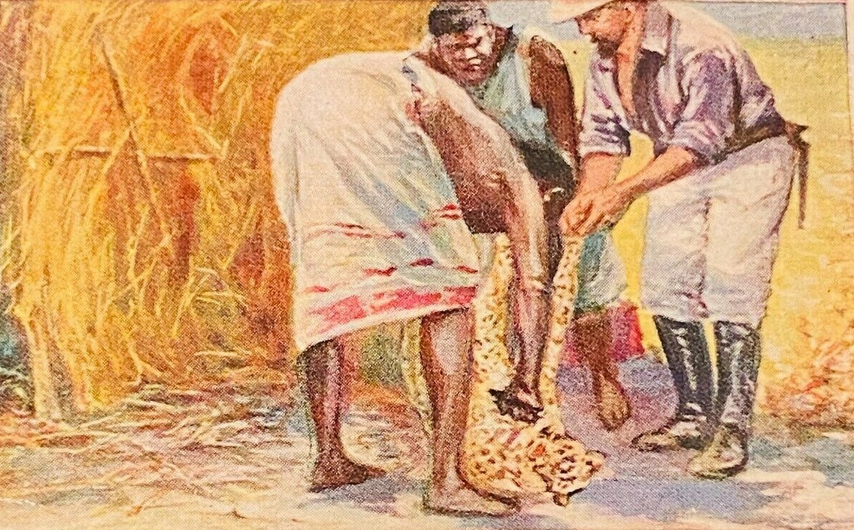 1929 German Cigarette Card Hunting Animals Carl Hagenbeck #318 Leopard Nyasaland