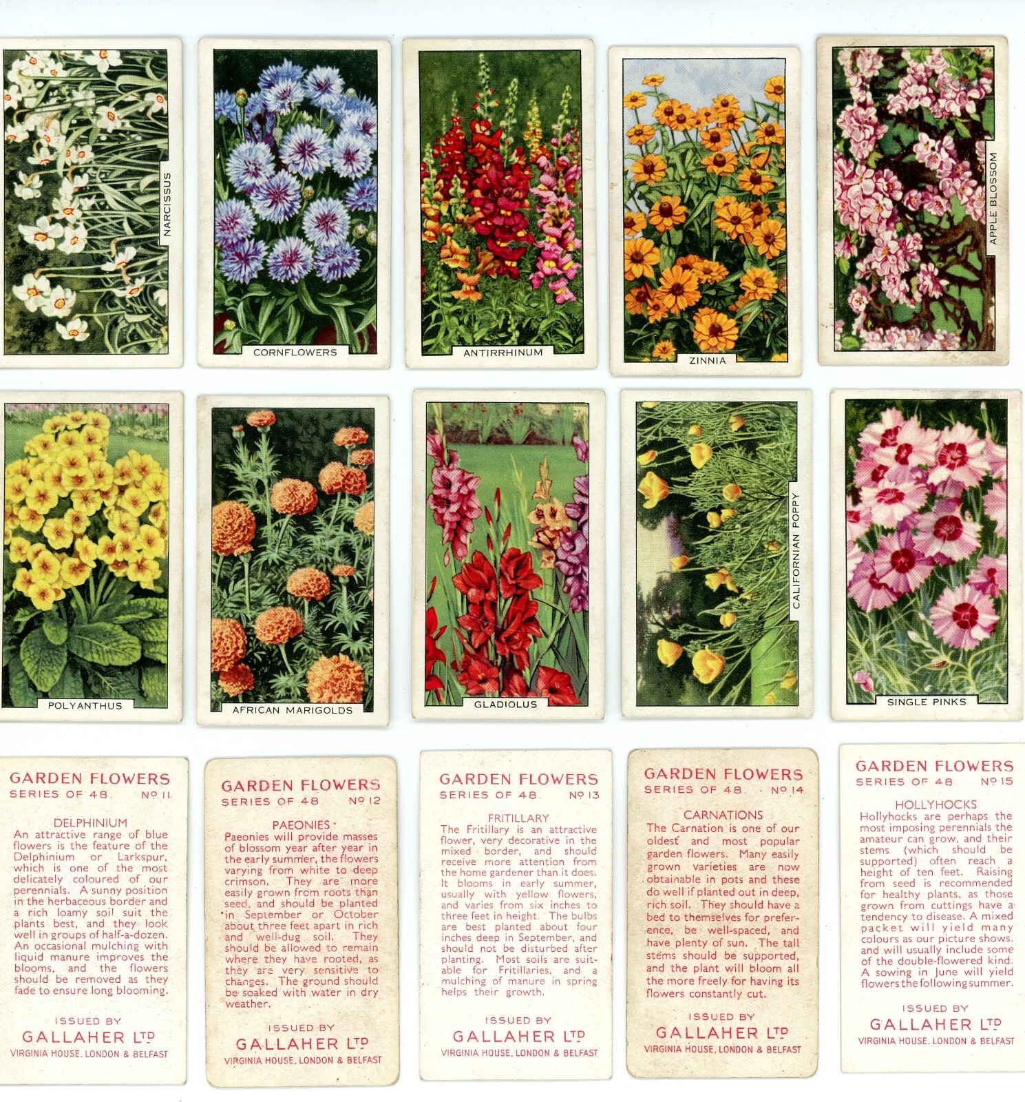 1938 Gallaher Cigarettes Garden Flowers COMPLETE SET 48 Cards