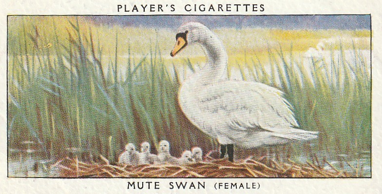 PLAYER CIGARETTES TOBACCO CARD – BIRDS & THEIR YOUNG – FEMALE MUTE SWAN