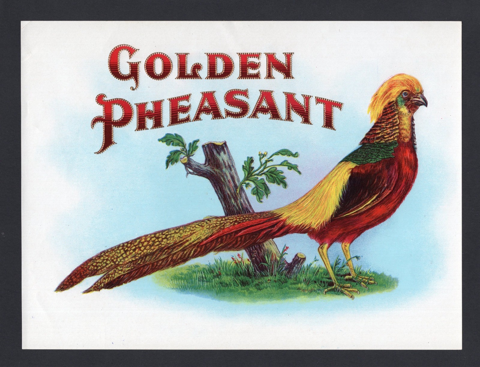 EX RARE Old Original GOLDEN PHEASANT Cigar Label – BEAUTIFULLY COLORED BIRD
