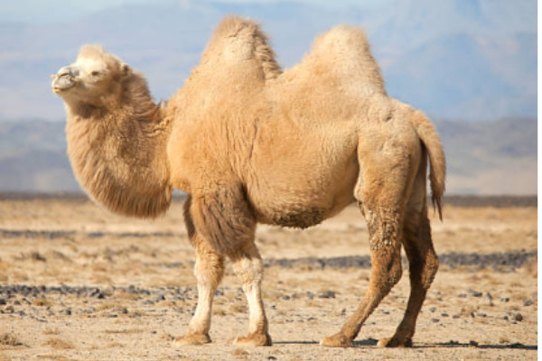 Real Mongolian Camel Hair. Best Wadding for all Kerosene Lighters!