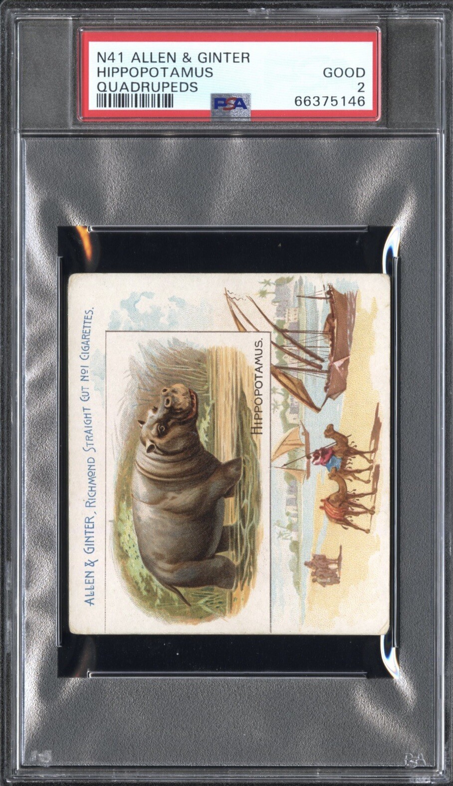 1890 N41 Allen & Ginter Quadrupeds (Large) HIPPOPOTAMUS PSA 2 GOOD
