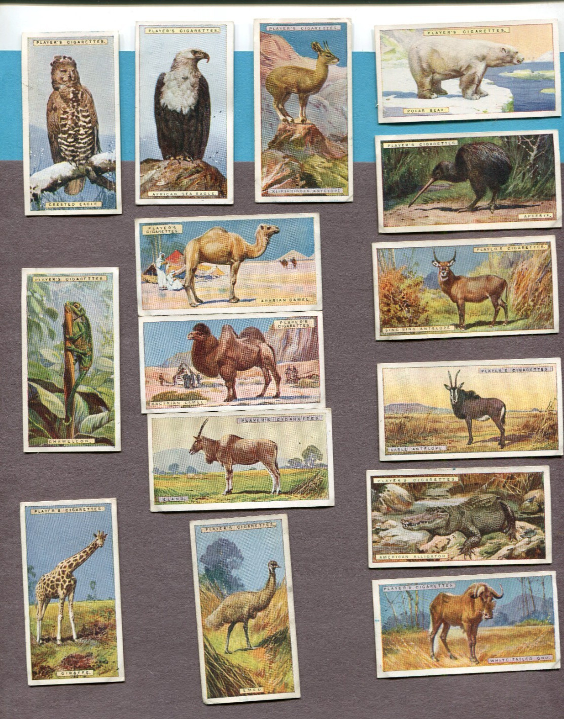 1924 JOHN PLAYER & SONS NATURAL HISTORY 15 TOBACCO CARD LOT ANIMALS