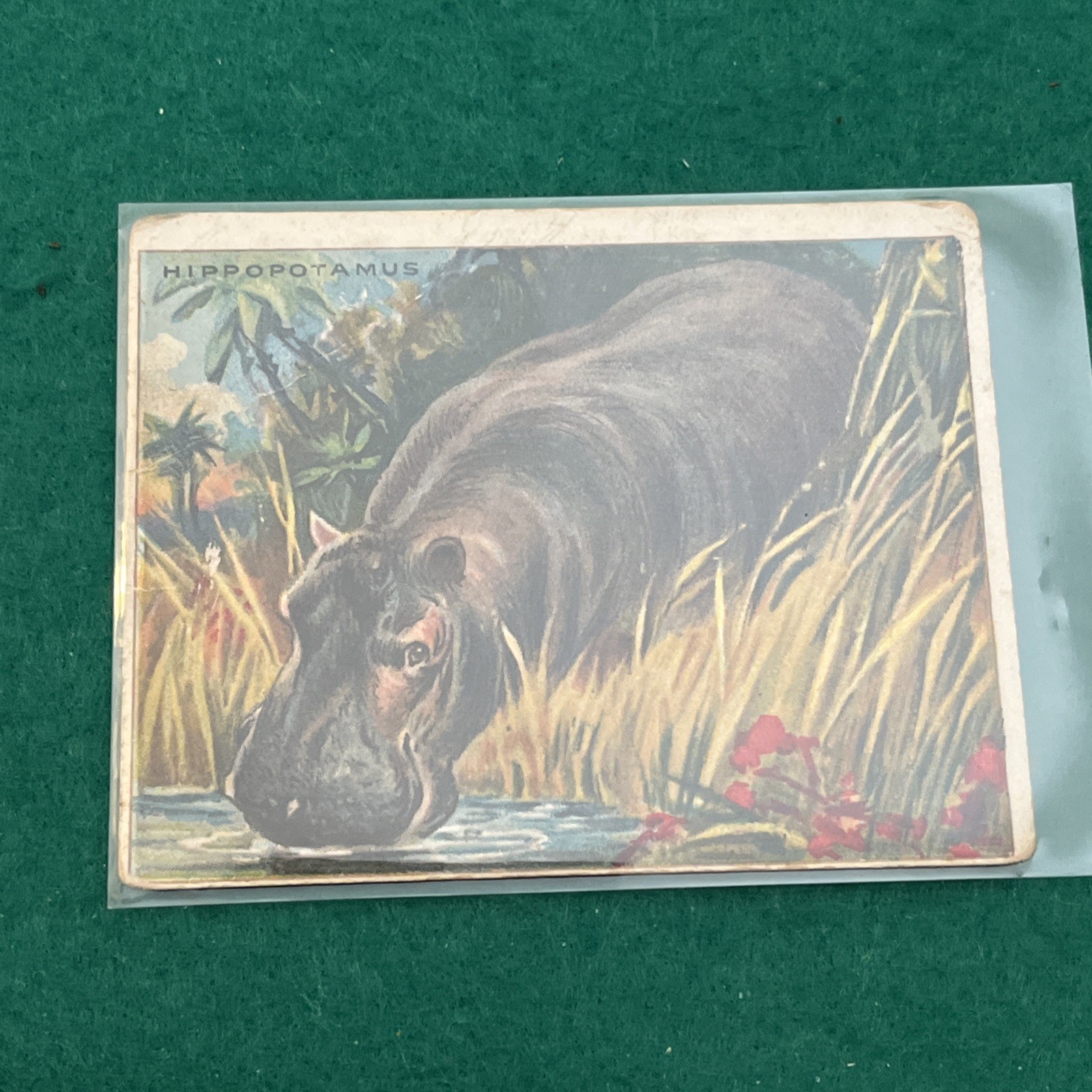 T29 • 1909-1910 Hassan “Animal Series” HIPPOPOTAMUS Tobacco Card No# G O/A