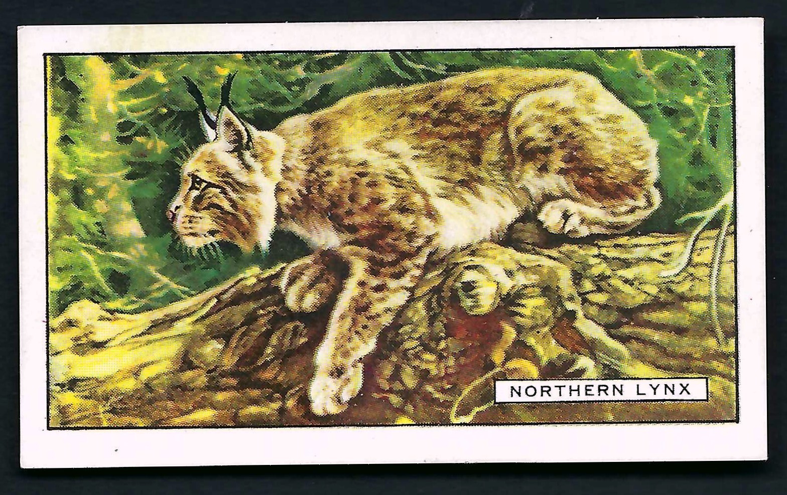 GALLAHER – WILD ANIMALS – PICK THE CARDS YOU NEED