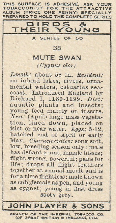 PLAYER CIGARETTES TOBACCO CARD – BIRDS & THEIR YOUNG – FEMALE MUTE SWAN