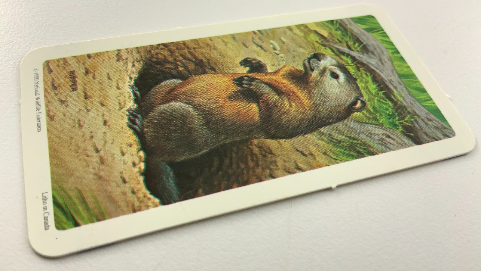 Animals and Their Young Woodchuck No 18 Red Rose Tea Card CC606