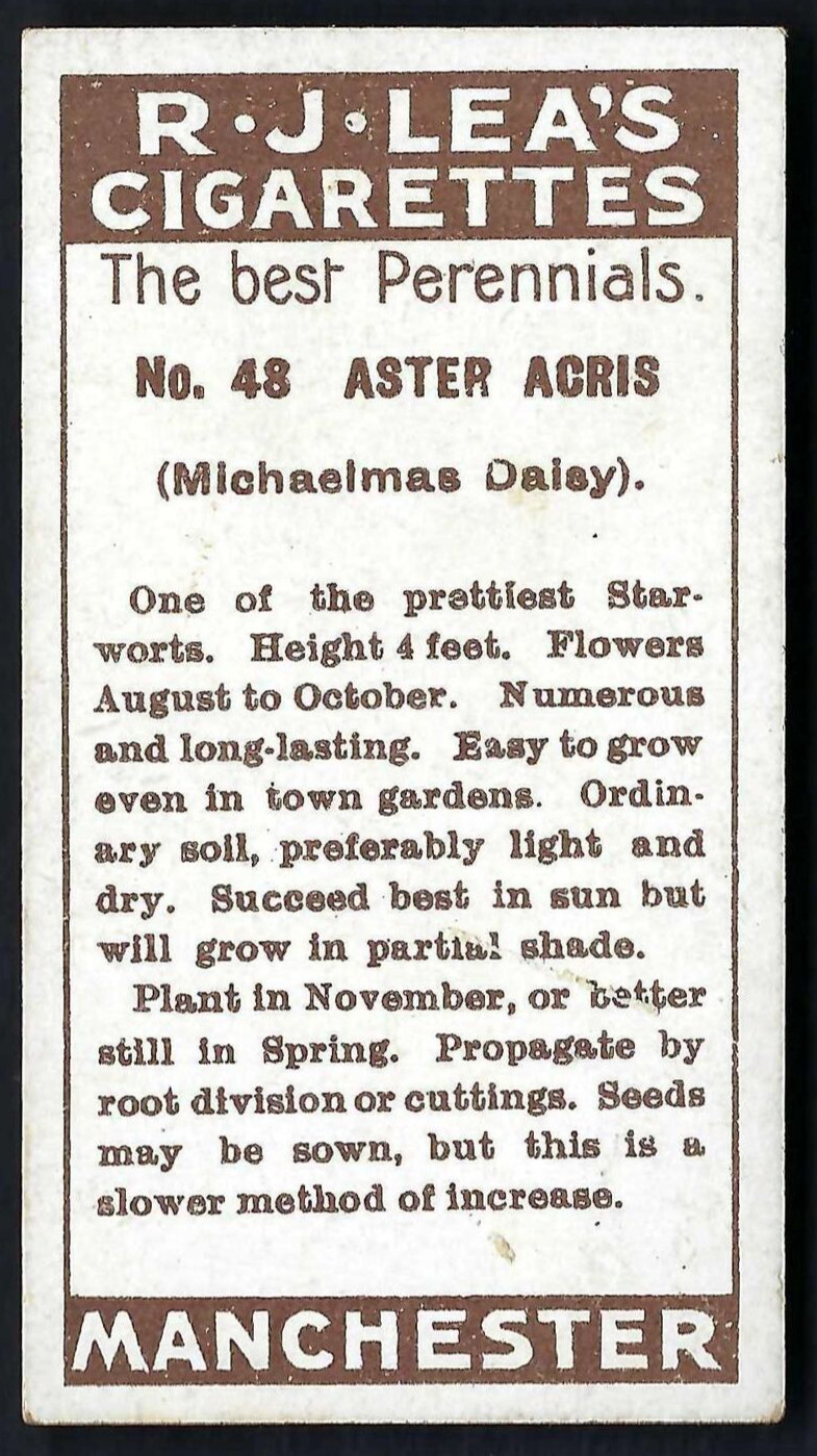 LEA – FLOWERS TO GROW, THE BEST PERENNIALS – #48 MICHAELMAS DAISY