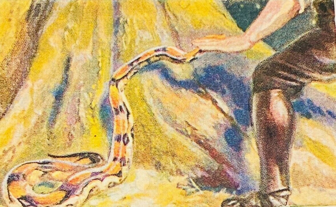 1929 German Cigarette Card Hunting Animals Carl Hagenbeck #161 Boa Constrictor